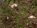 Clematis villosa subsp. stanleyi