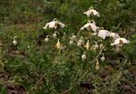 Clematis villosa subsp. stanleyi