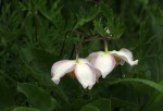 Clematis villosa subsp. stanleyi