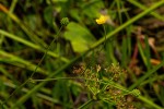 Ranunculus multifidus