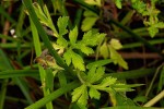 Ranunculus multifidus