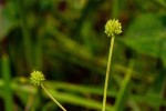 Ranunculus multifidus