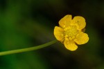 Ranunculus multifidus