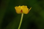 Ranunculus multifidus