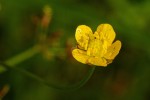 Ranunculus multifidus