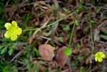 Ranunculus multifidus