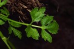 Ranunculus multifidus