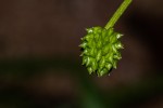 Ranunculus multifidus