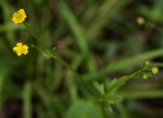 Ranunculus multifidus