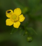 Ranunculus multifidus