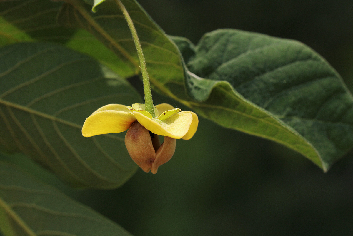 Friesodielsia obovata