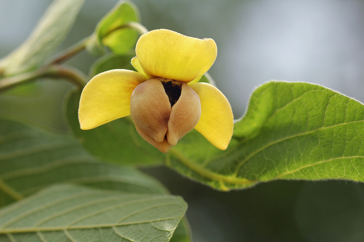 Friesodielsia obovata