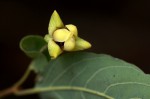 Friesodielsia obovata