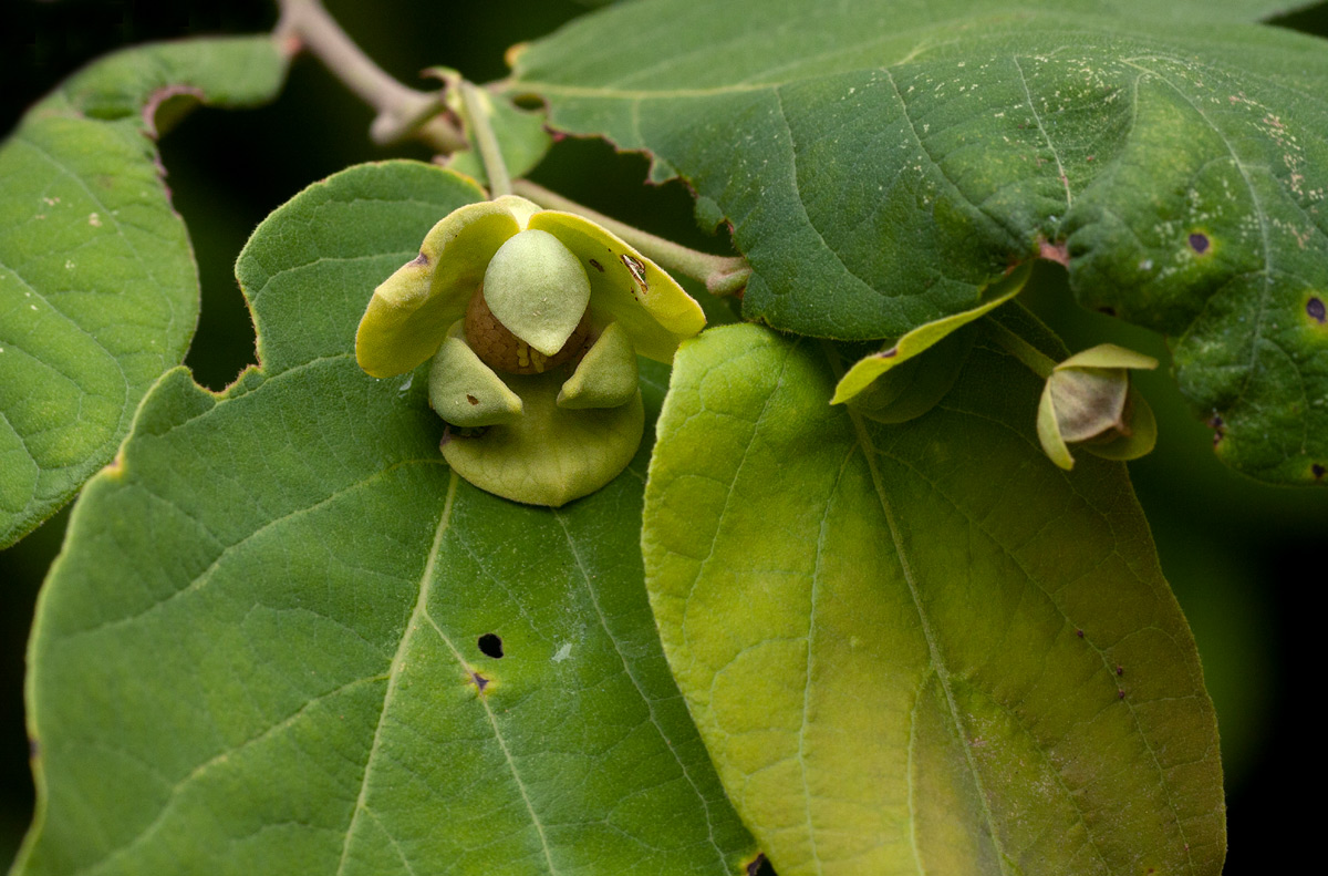 Friesodielsia obovata