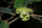 Friesodielsia obovata