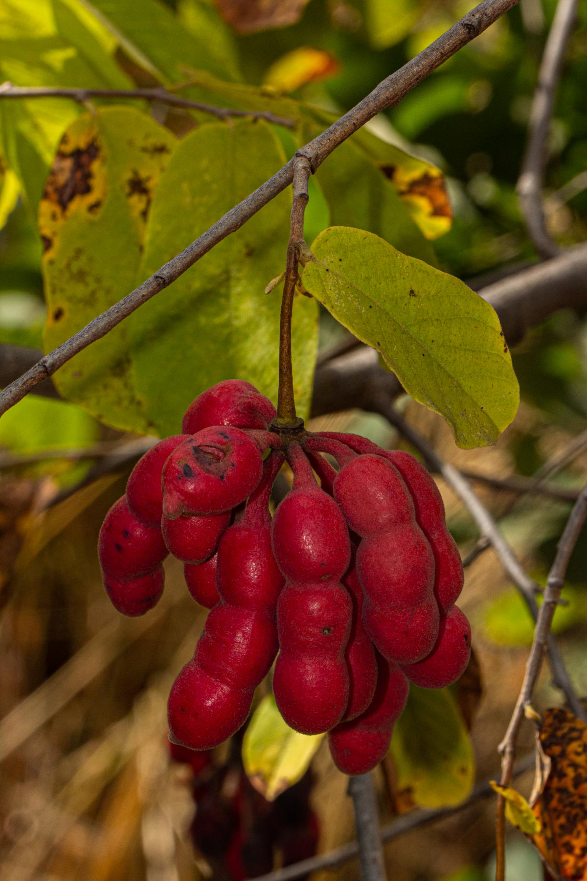 Friesodielsia obovata