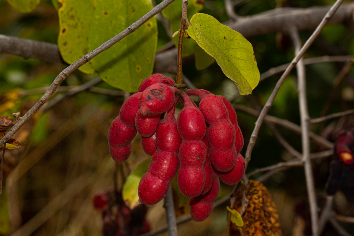 Friesodielsia obovata