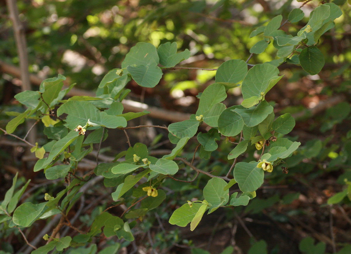 Friesodielsia obovata