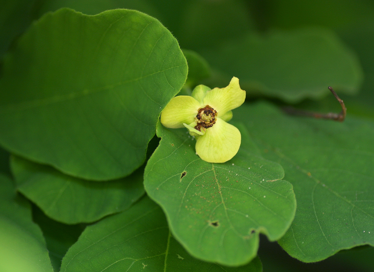 Friesodielsia obovata