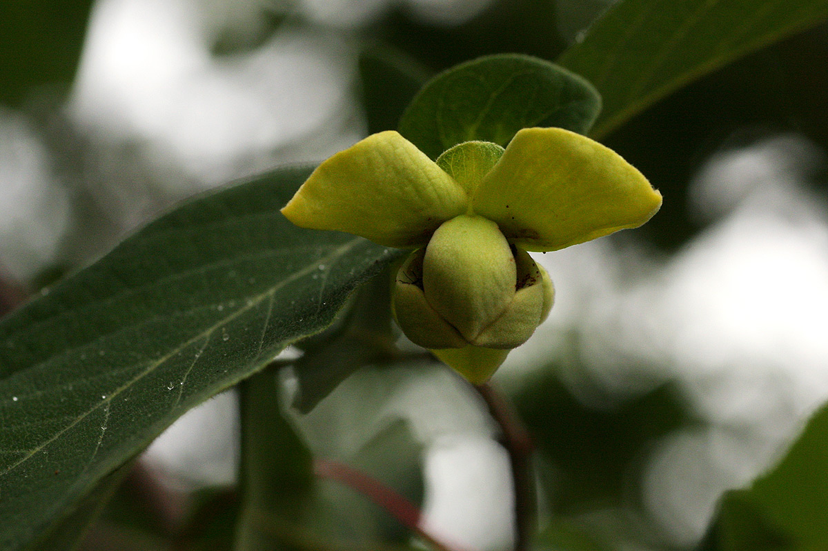 Friesodielsia obovata