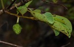 Annona senegalensis subsp. senegalensis