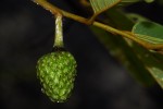 Annona senegalensis subsp. senegalensis