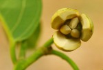 Annona senegalensis subsp. senegalensis