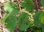 Annona senegalensis subsp. senegalensis