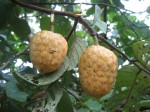 Annona senegalensis subsp. senegalensis