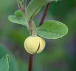 Annona stenophylla subsp. nana