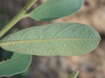 Annona stenophylla subsp. nana