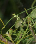 Cassytha filiformis