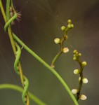 Cassytha filiformis