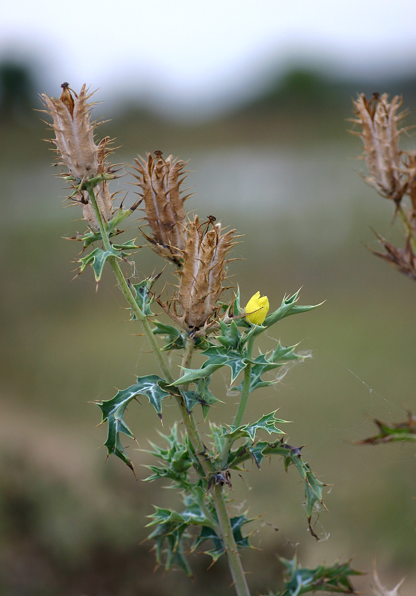 Argemone mexicana