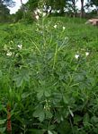 Cleome gynandra