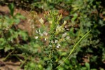 Cleome gynandra