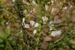 Cleome gynandra