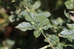 Cleome gynandra