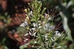 Cleome gynandra