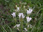 Cleome gynandra