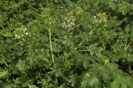 Cleome gynandra