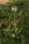 Cleome gynandra