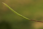 Cleome gynandra