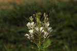 Cleome gynandra