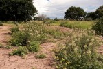 Cleome gynandra