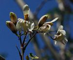 Moringa oleifera