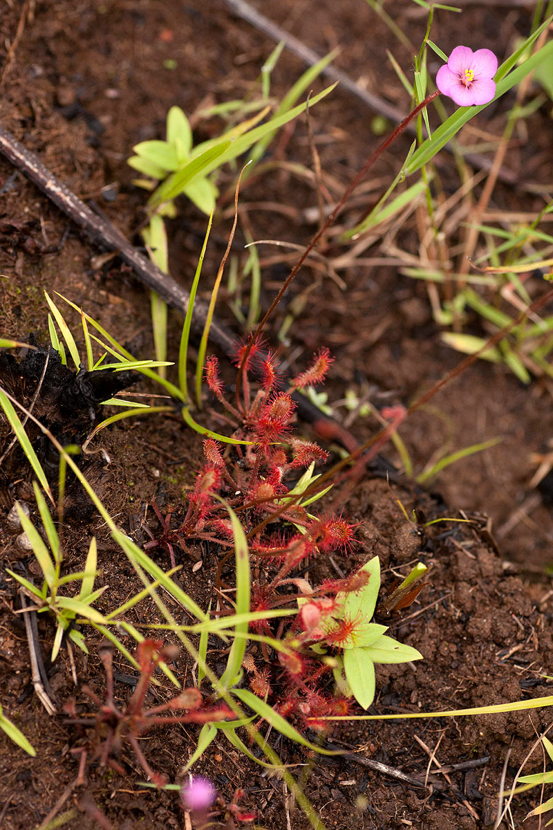 Drosera madagascariensis