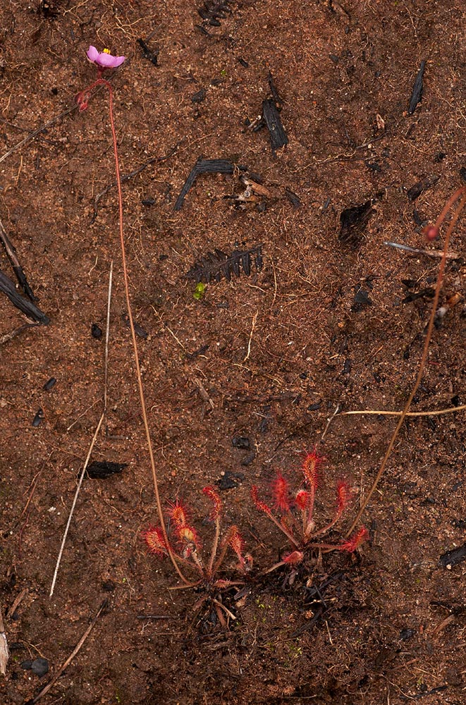 Drosera madagascariensis