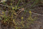 Vahlia capensis subsp. vulgaris var. vulgaris