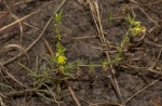 Vahlia capensis subsp. vulgaris var. vulgaris